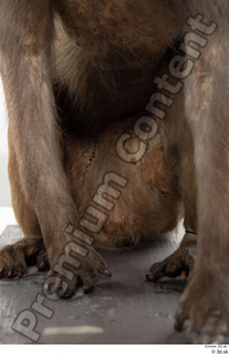 Monkey  2 belly 0001.jpg